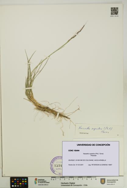 Nassella rupestris [Espécimen: UDEC:CONC:0152404]