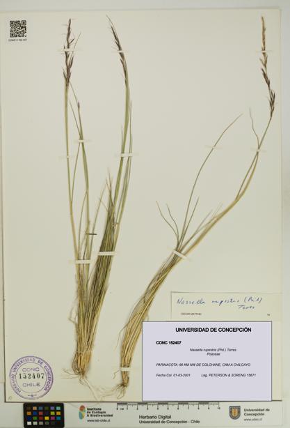 Nassella rupestris [Espécimen: UDEC:CONC:0152407]