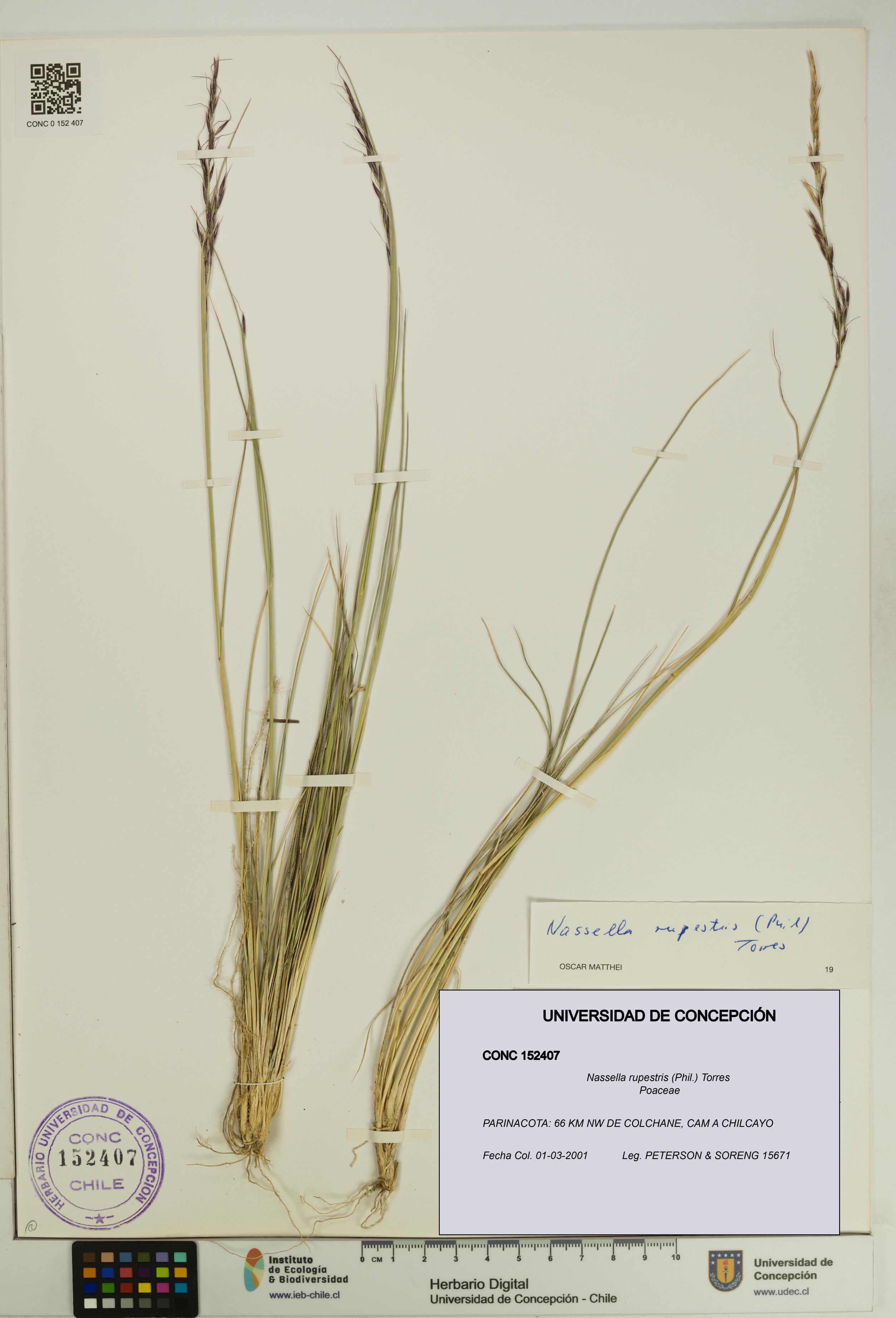 Nassella rupestris [Espécimen: UDEC:CONC:0152407]