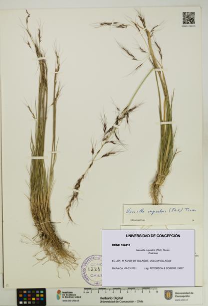 Nassella rupestris [Espécimen: UDEC:CONC:0152413]
