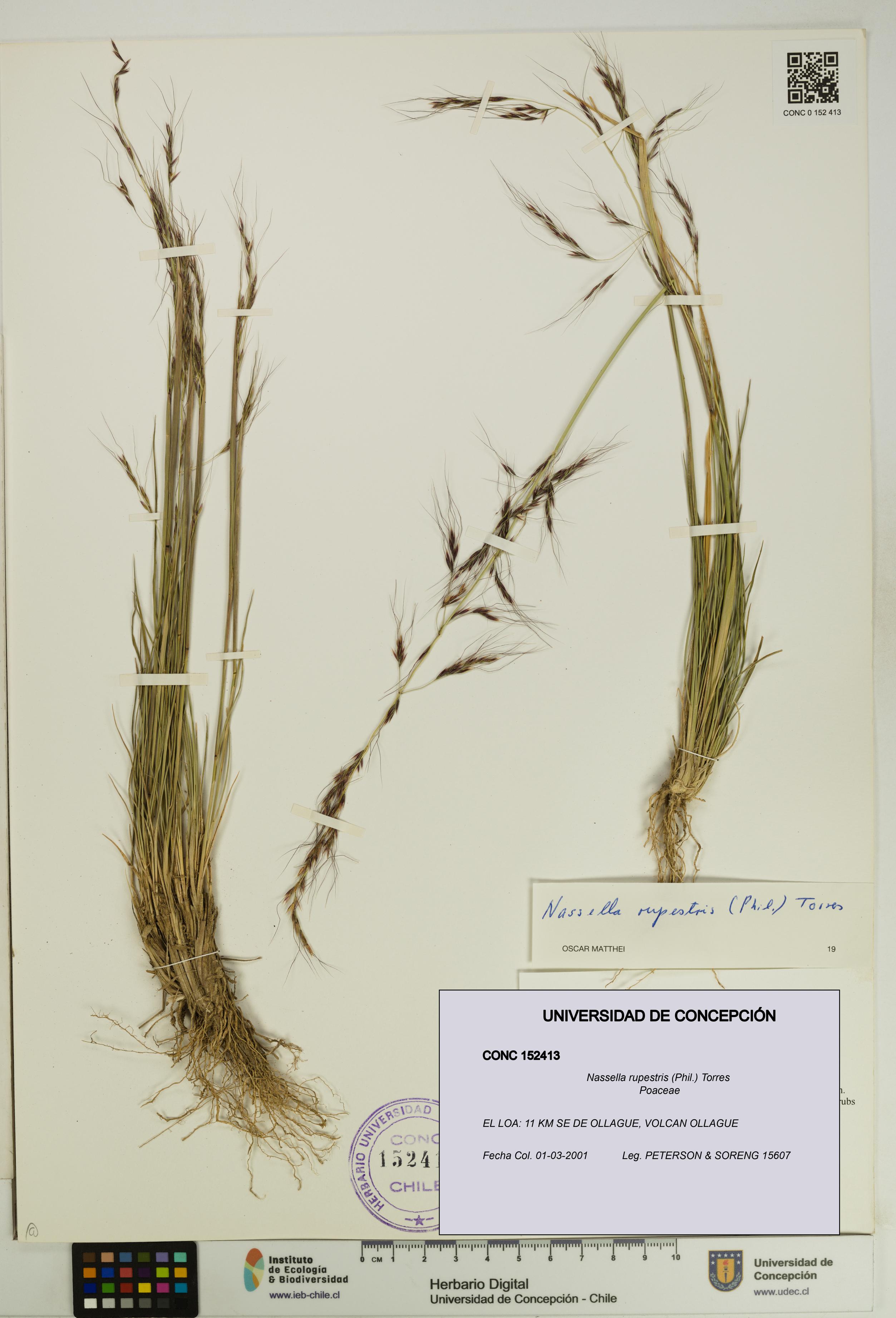 Nassella rupestris [Espécimen: UDEC:CONC:0152413]