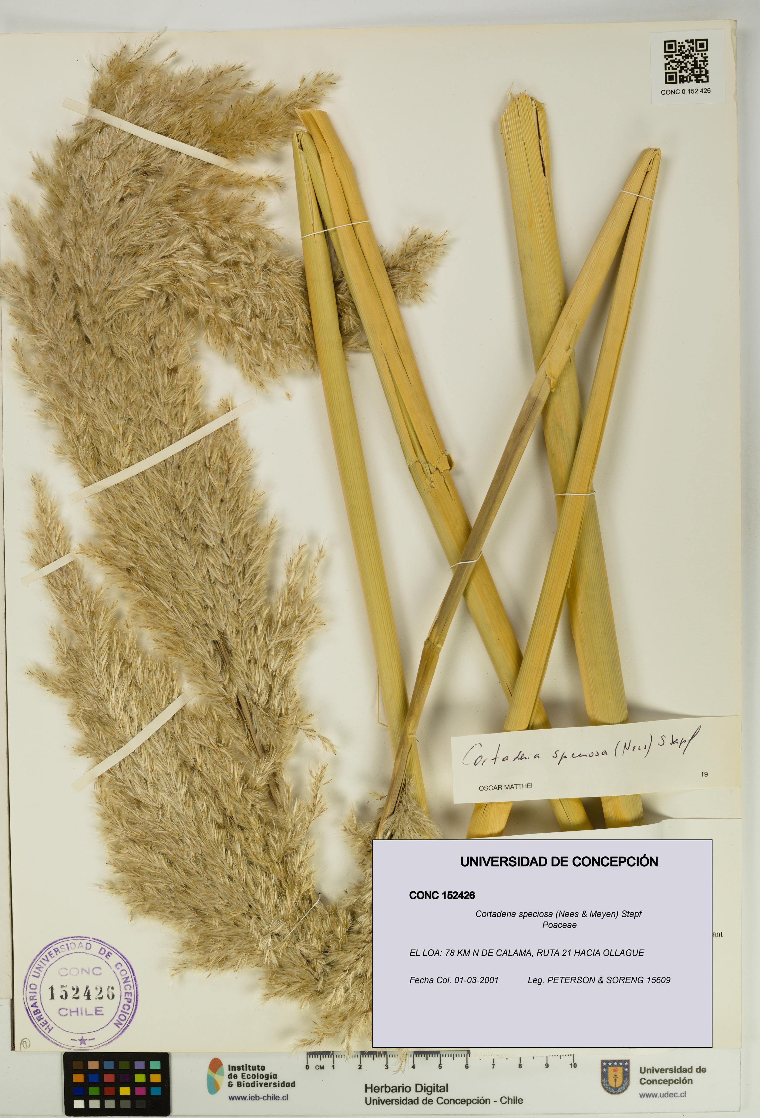 Cortaderia speciosa [Espécimen: UDEC:CONC:0152426]