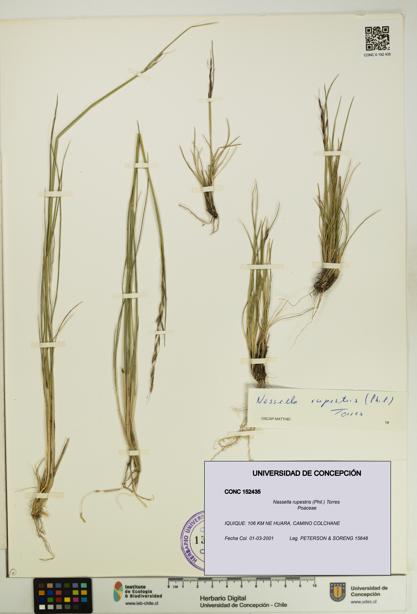 Nassella rupestris [Espécimen: UDEC:CONC:0152435]