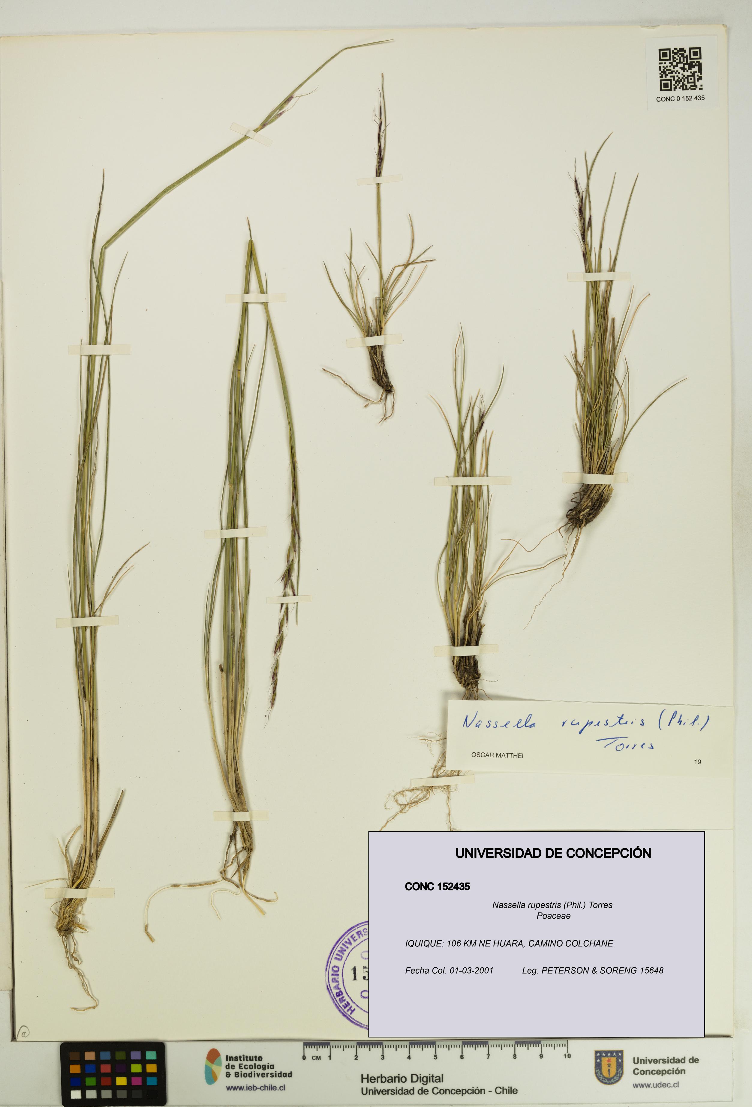 Nassella rupestris [Espécimen: UDEC:CONC:0152435]