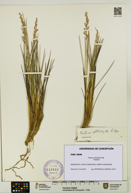 Festuca orthophylla [Espécimen: UDEC:CONC:0152446]