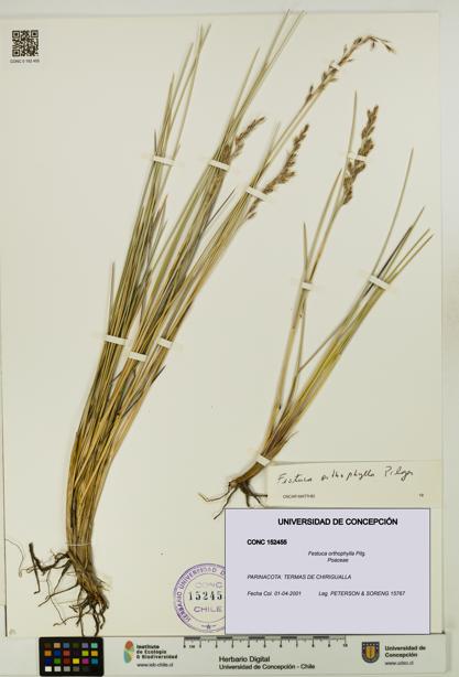 Festuca orthophylla [Espécimen: UDEC:CONC:0152455]