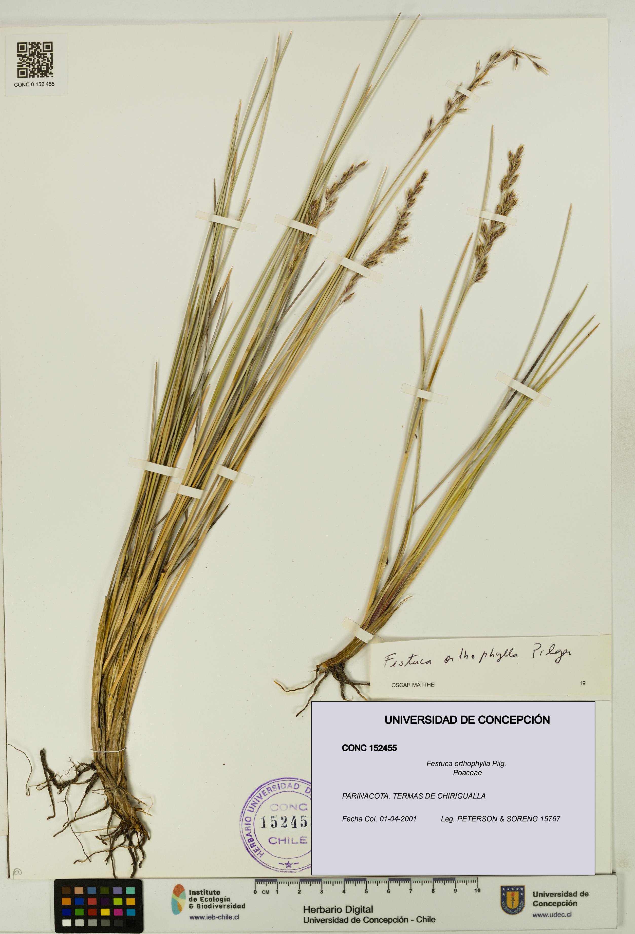 Festuca orthophylla [Espécimen: UDEC:CONC:0152455]