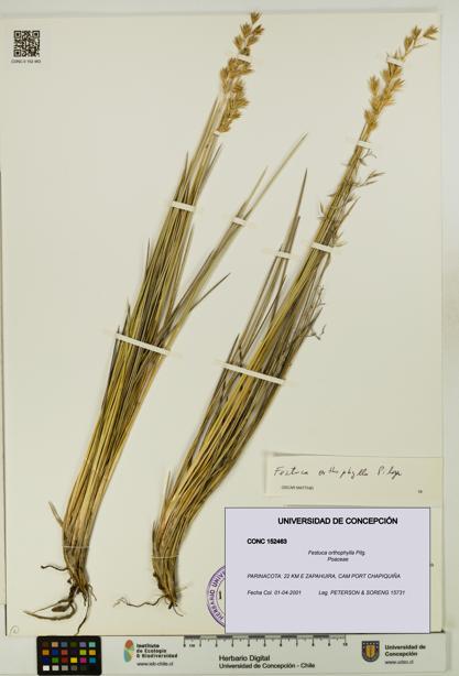 Festuca orthophylla [Espécimen: UDEC:CONC:0152463]