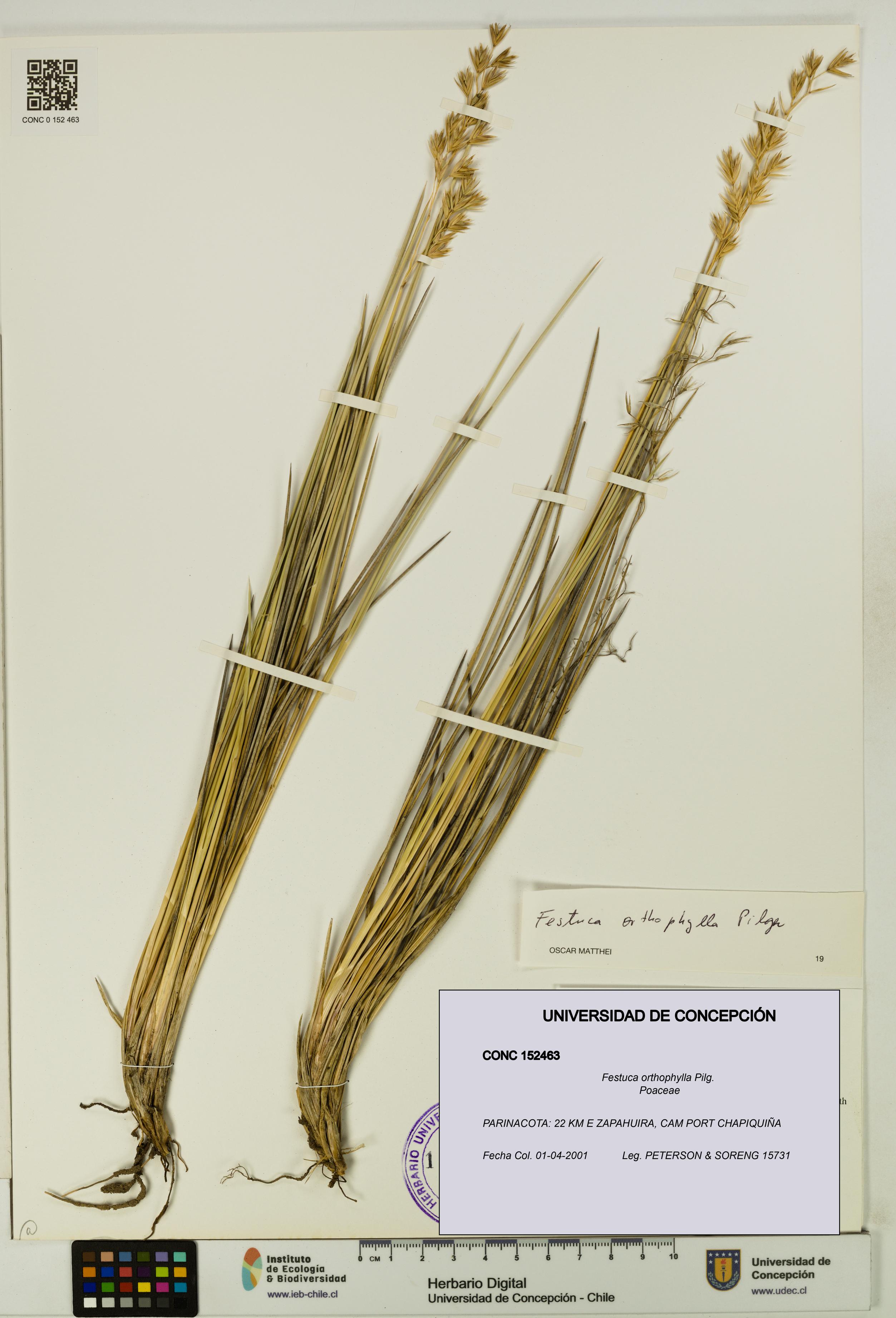 Festuca orthophylla [Espécimen: UDEC:CONC:0152463]