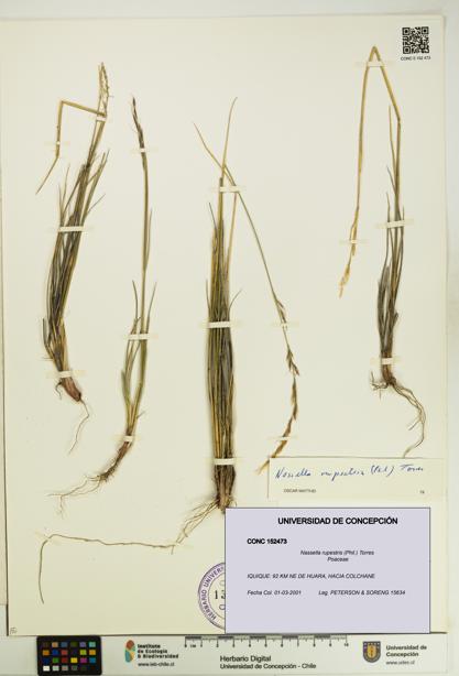 Nassella rupestris [Espécimen: UDEC:CONC:0152473]