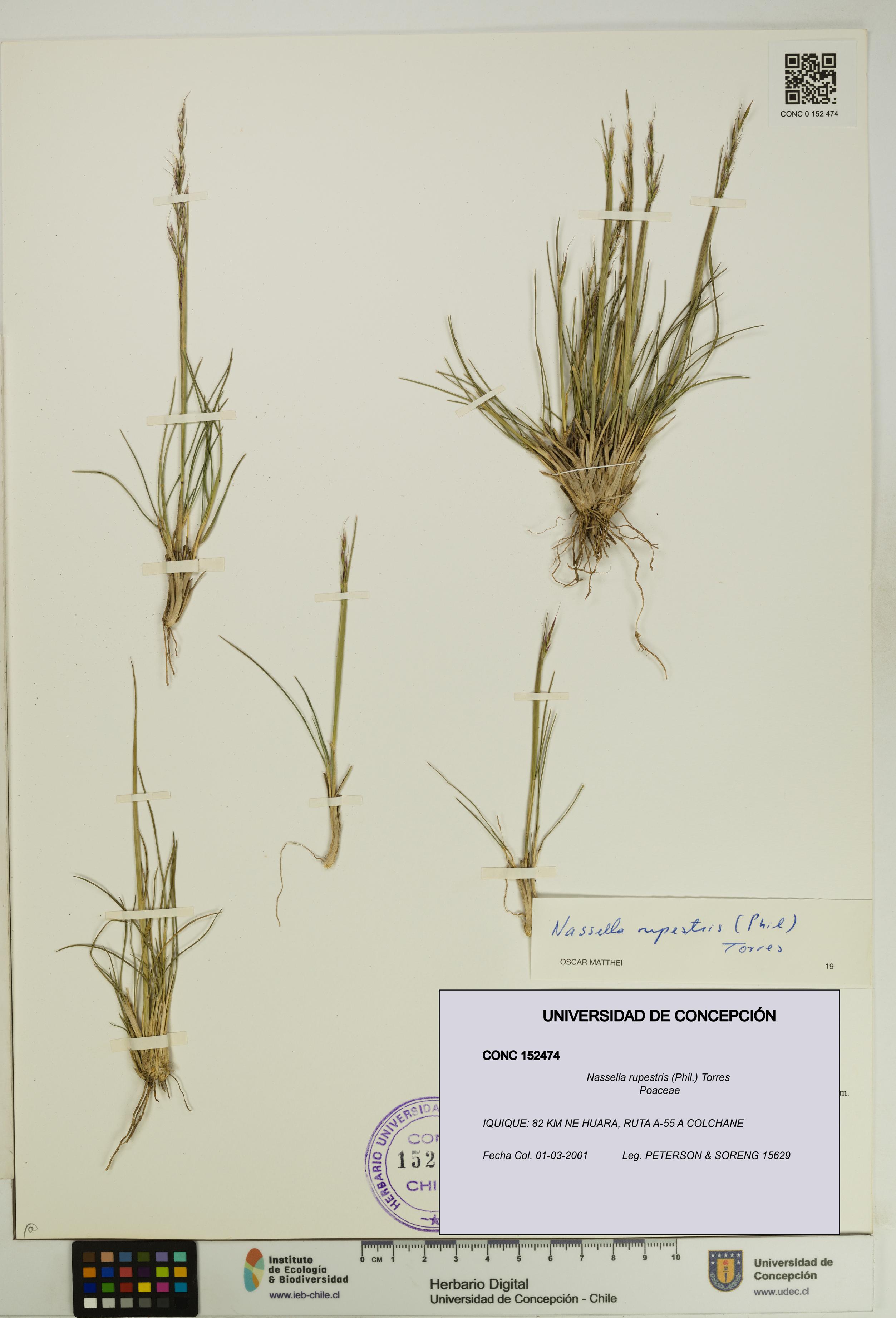 Nassella rupestris [Espécimen: UDEC:CONC:0152474]