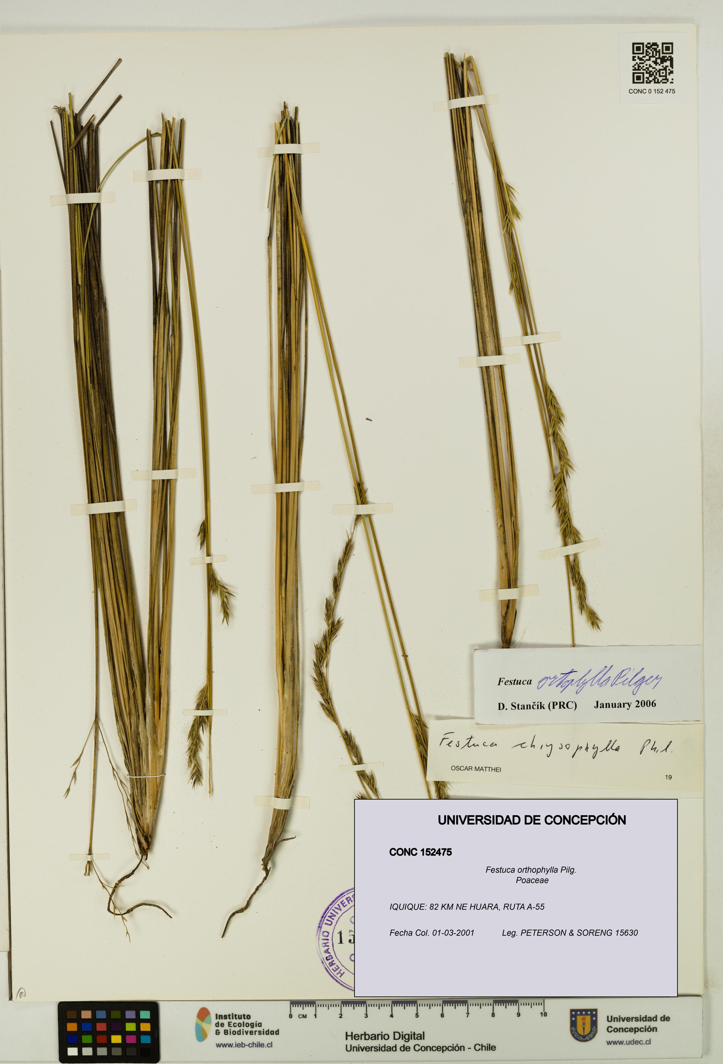Festuca orthophylla [Espécimen: UDEC:CONC:0152475]