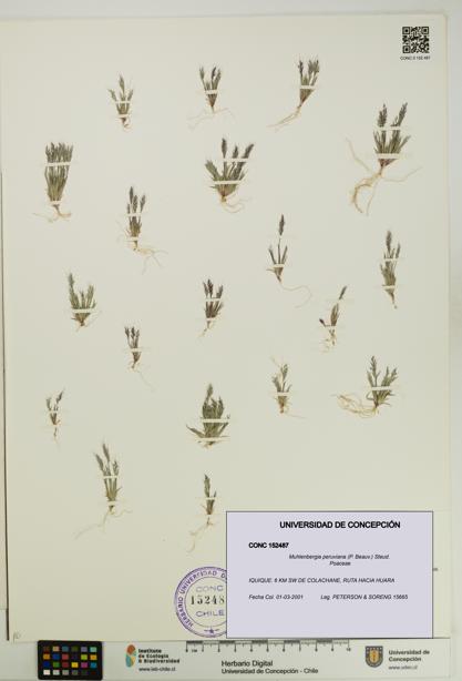 Muhlenbergia peruviana [Espécimen: UDEC:CONC:0152487]