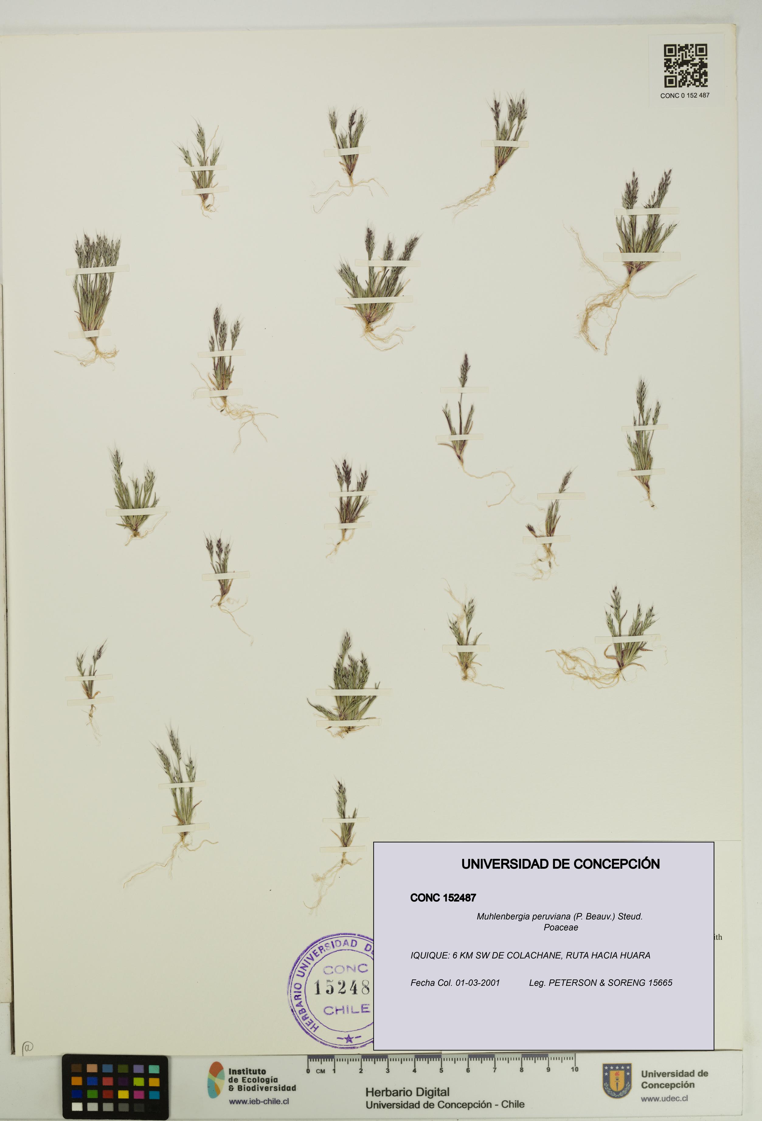 Muhlenbergia peruviana [Espécimen: UDEC:CONC:0152487]