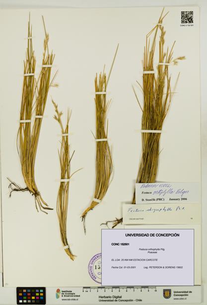 Festuca orthophylla [Espécimen: UDEC:CONC:0152501]