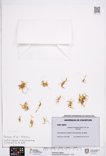 Lilaeopsis macloviana [Espécimen: ]