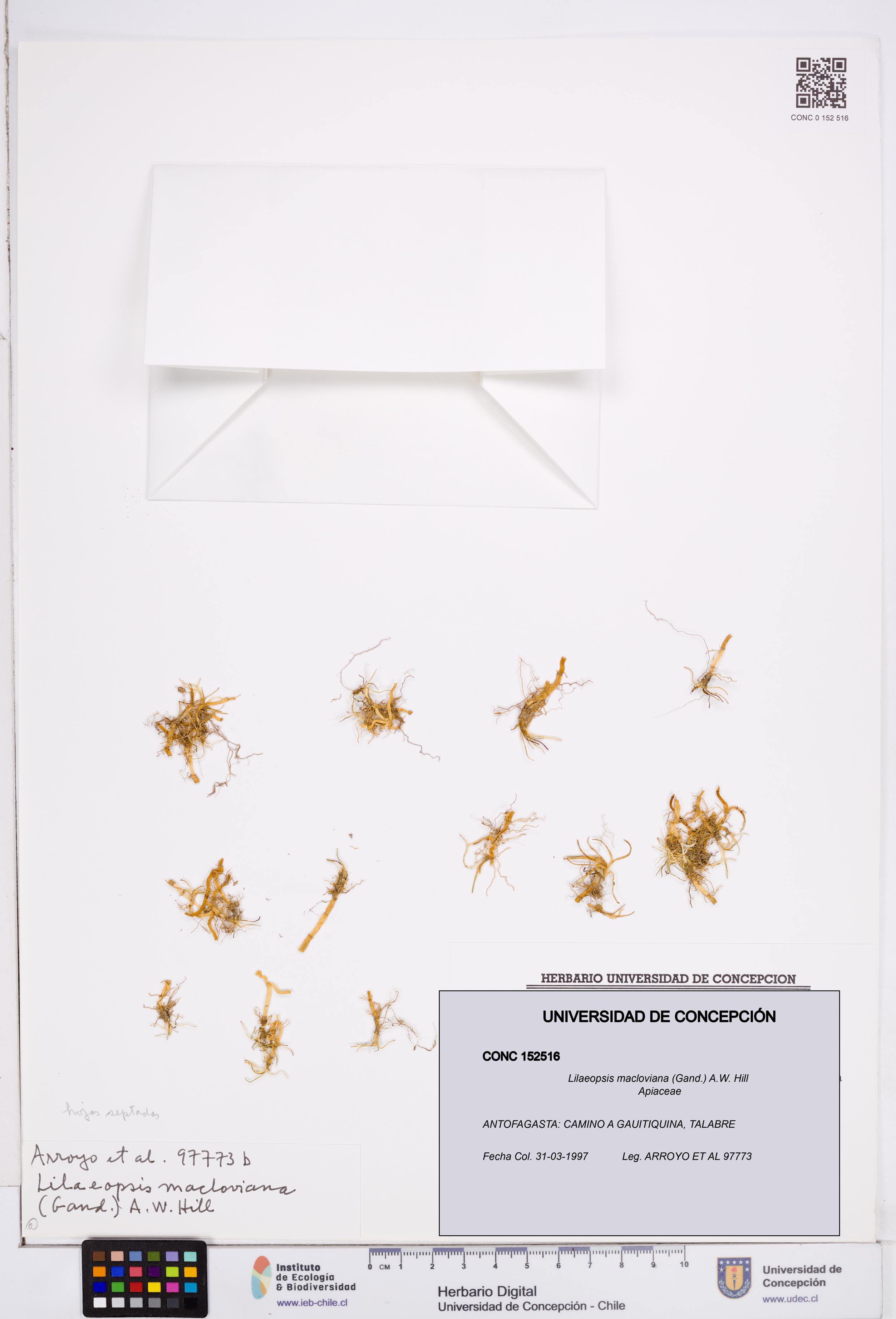 Lilaeopsis macloviana [Espécimen: ]