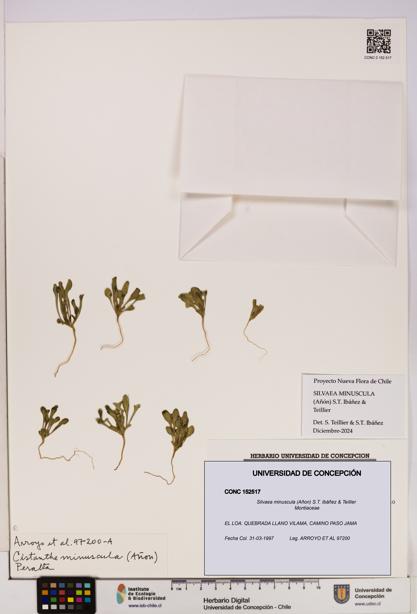 Silvaea minuscula [Espécimen: UDEC:CONC:0152517]