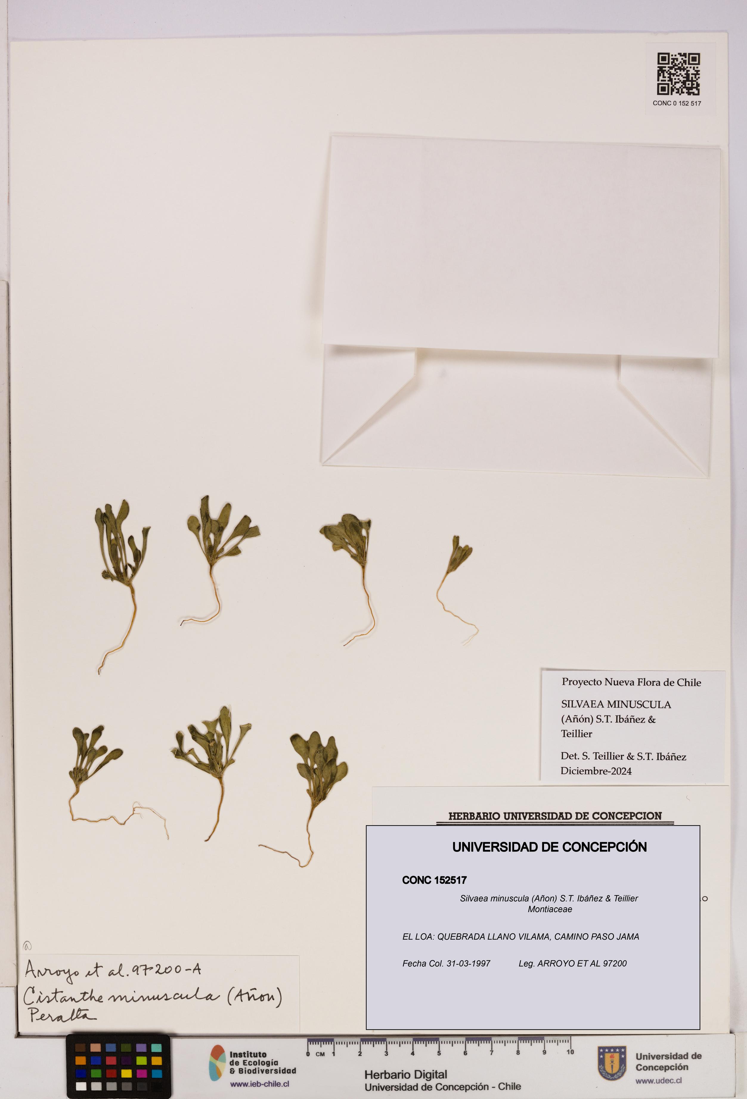Silvaea minuscula [Espécimen: UDEC:CONC:0152517]