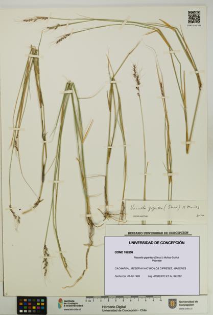 Nassella gigantea [Espécimen: UDEC:CONC:0152539]