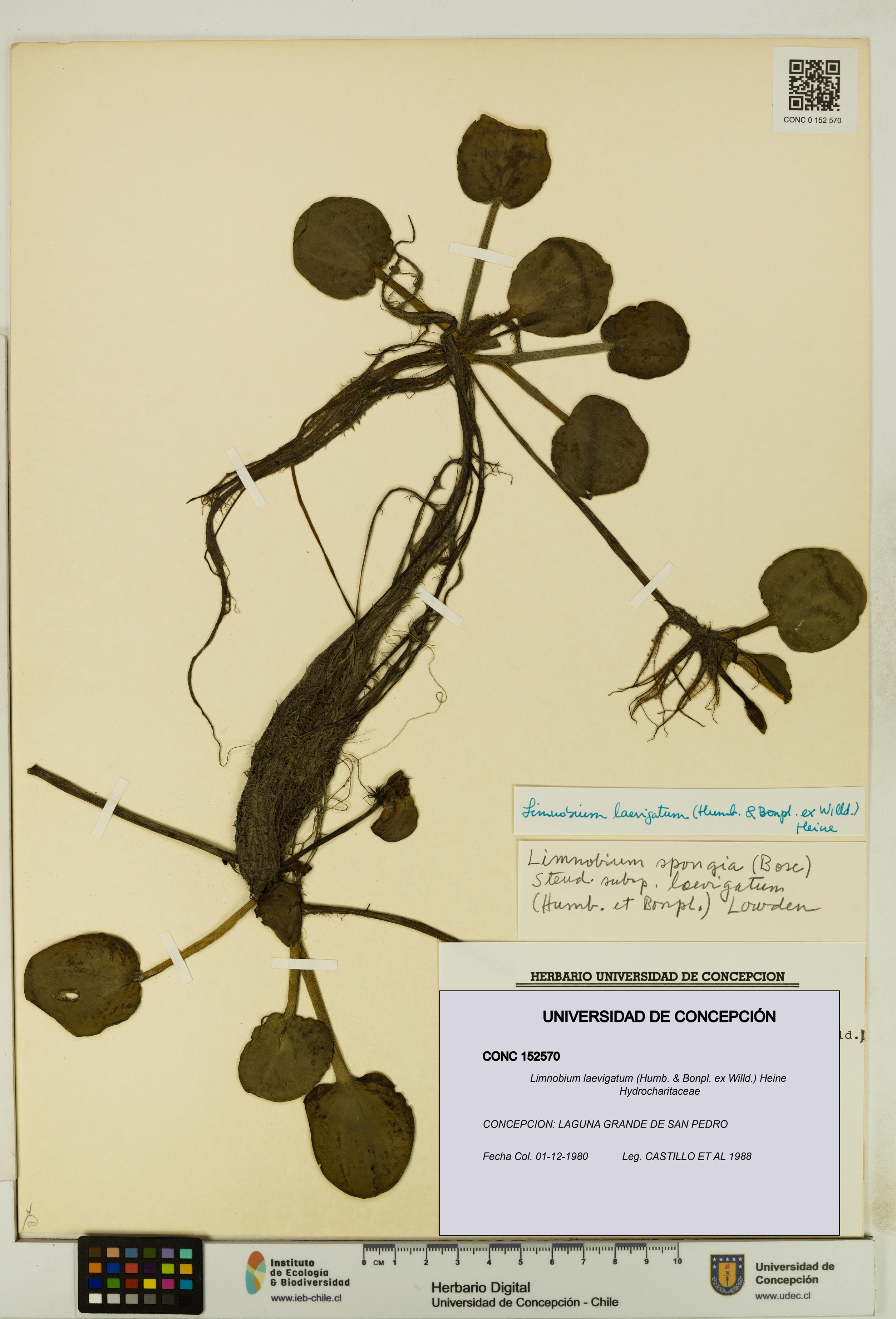 Limnobium laevigatum [Espécimen: UDEC:CONC:0152570]