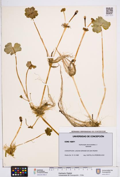 Hydrocotyle ranunculoides [Espécimen: ]