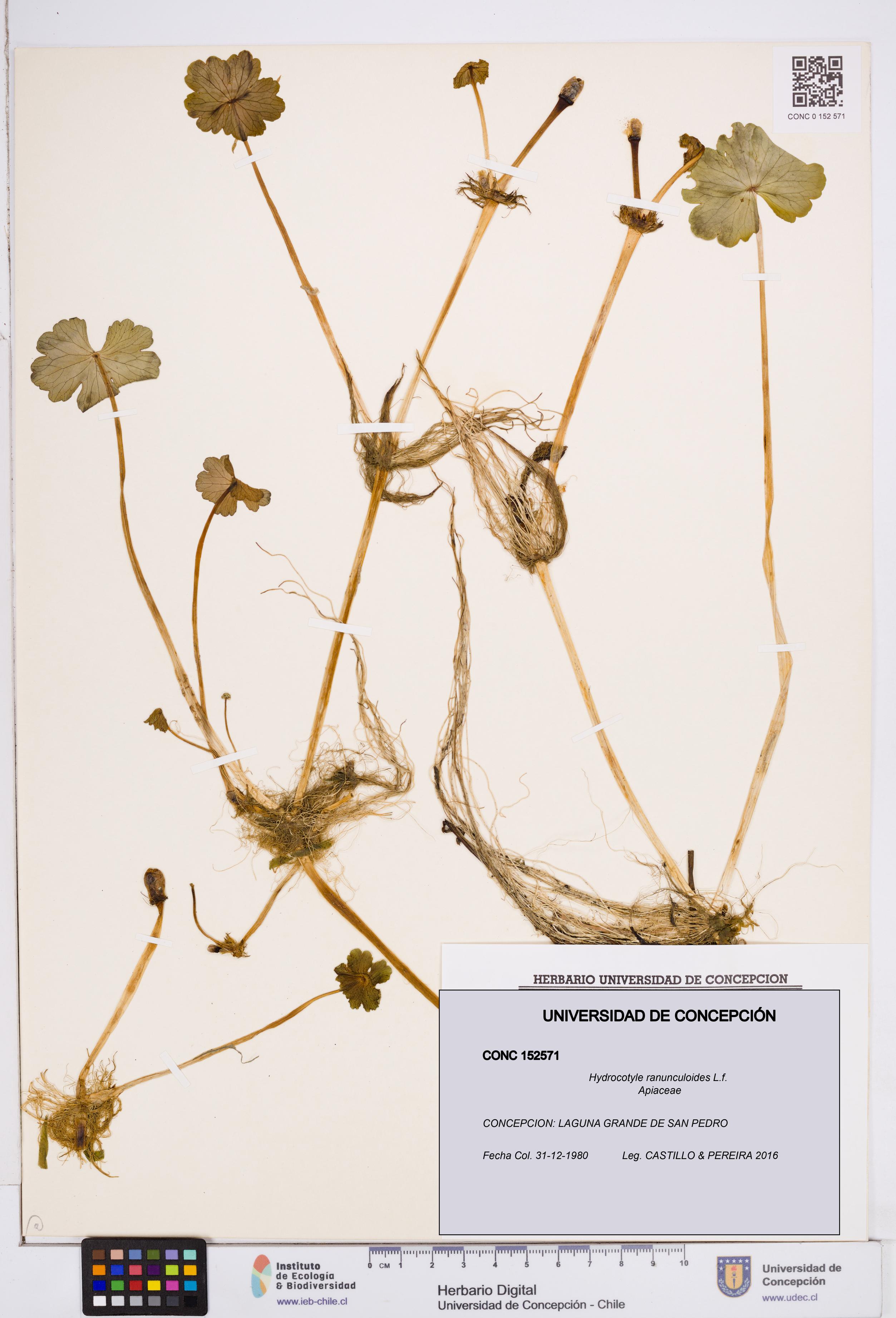 Hydrocotyle ranunculoides [Espécimen: ]