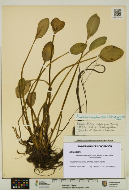 Limnobium laevigatum [Espécimen: UDEC:CONC:0152572]