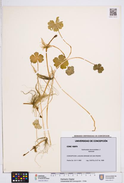 Hydrocotyle ranunculoides [Espécimen: ]