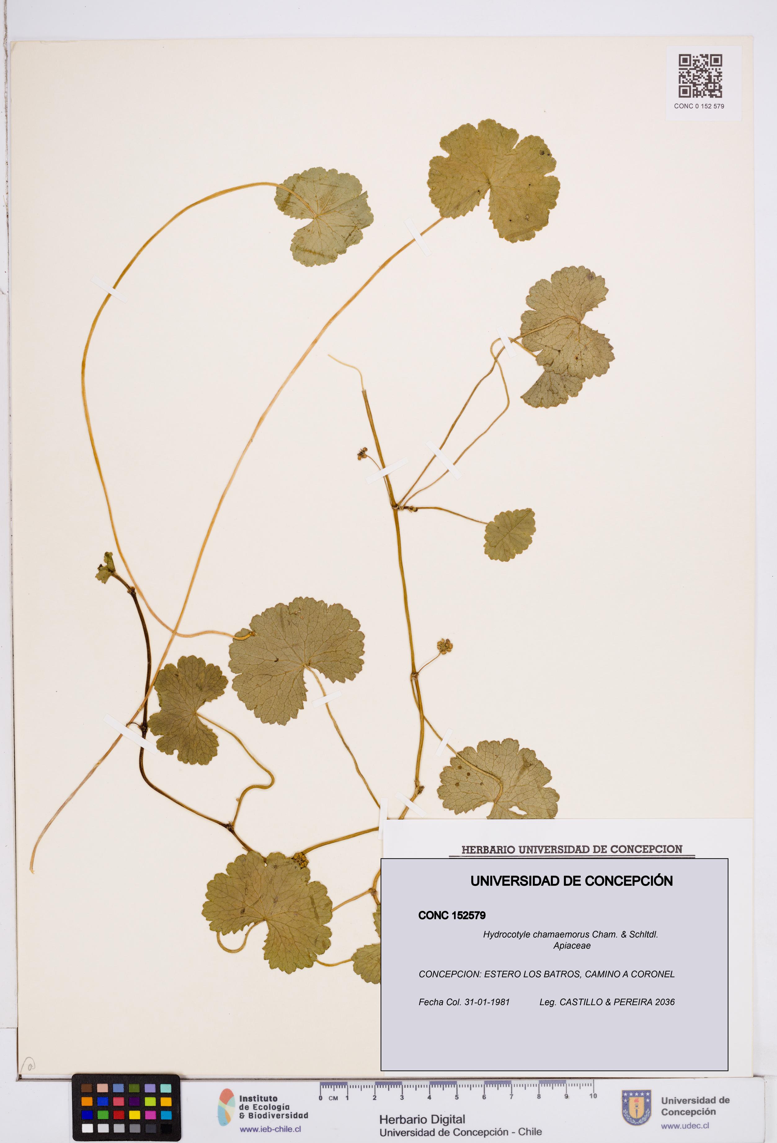 Hydrocotyle chamaemorus [Espécimen: ]