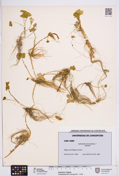 Hydrocotyle ranunculoides [Espécimen: ]
