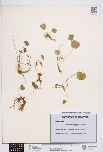Hydrocotyle modesta [Espécimen: ]