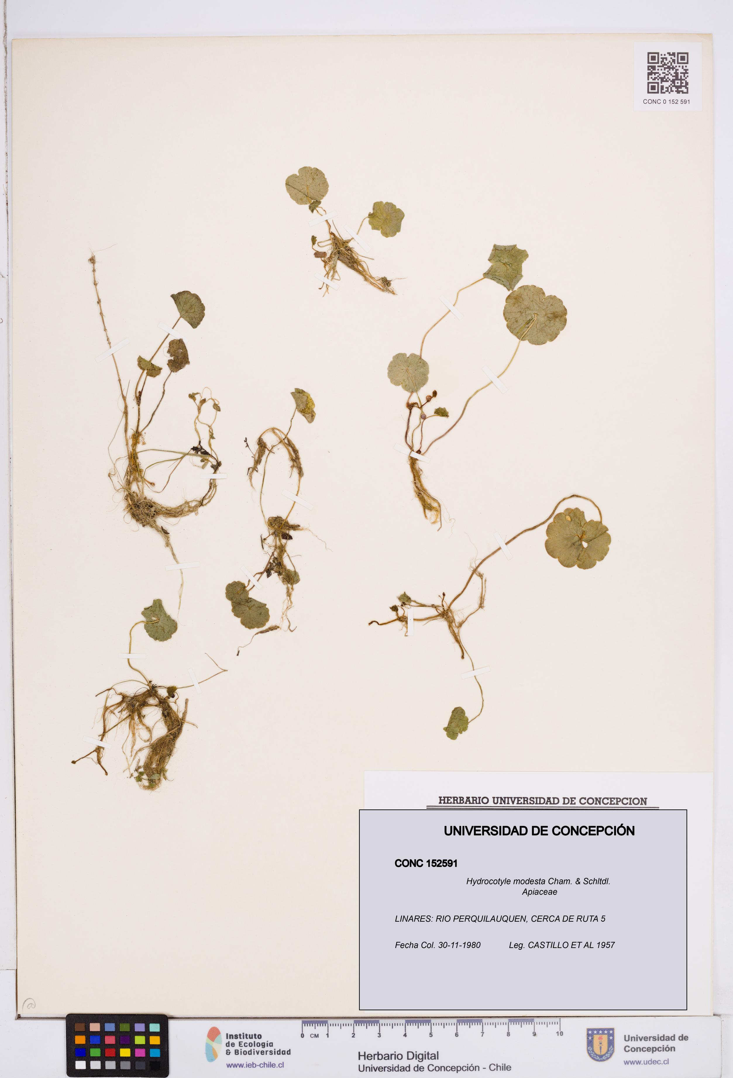 Hydrocotyle modesta [Espécimen: ]