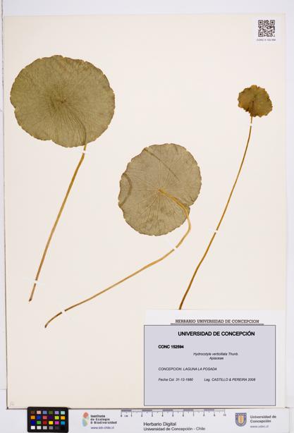 Hydrocotyle verticillata [Espécimen: ]