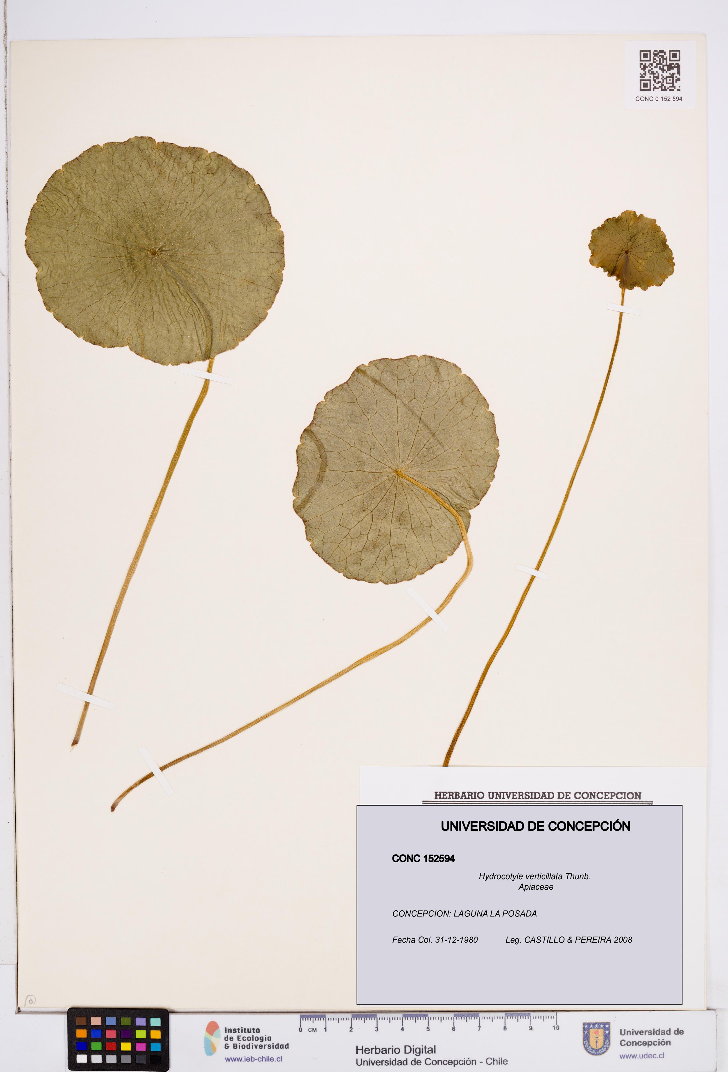 Hydrocotyle verticillata [Espécimen: ]