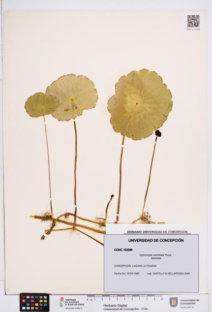 Hydrocotyle verticillata [Espécimen: ]