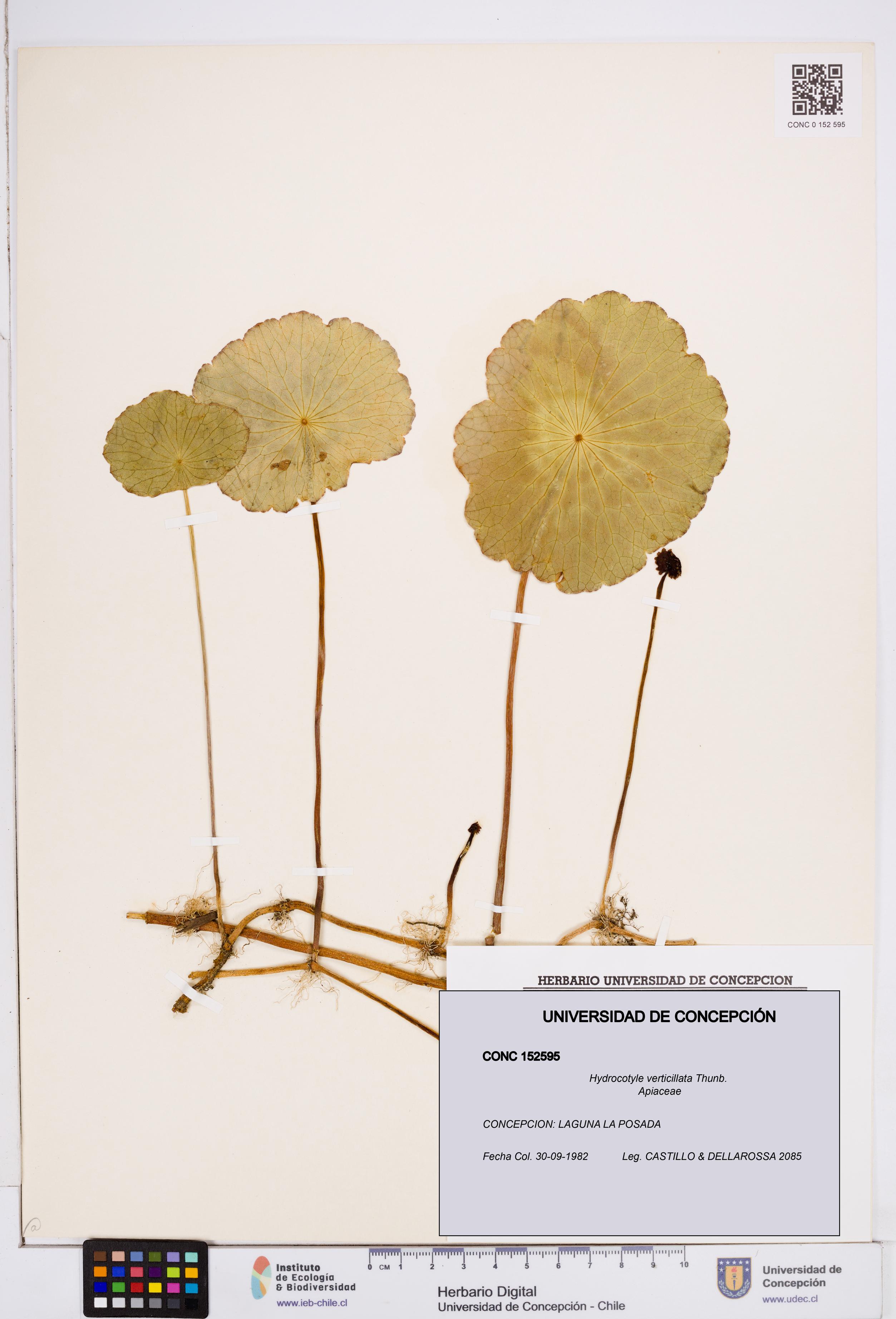 Hydrocotyle verticillata [Espécimen: ]