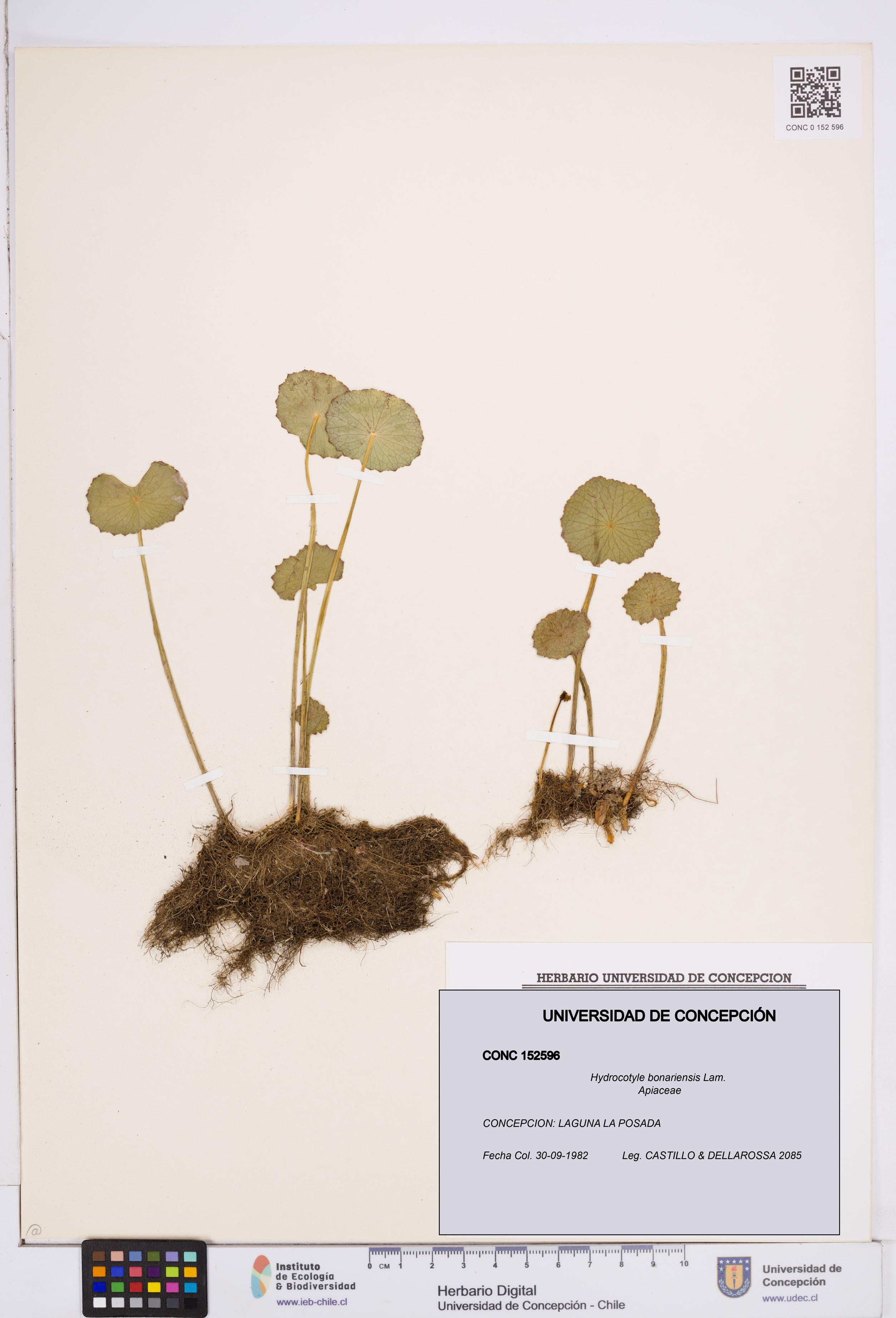 Hydrocotyle bonariensis [Espécimen: ]