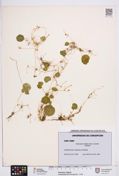 Hydrocotyle modesta [Espécimen: ]