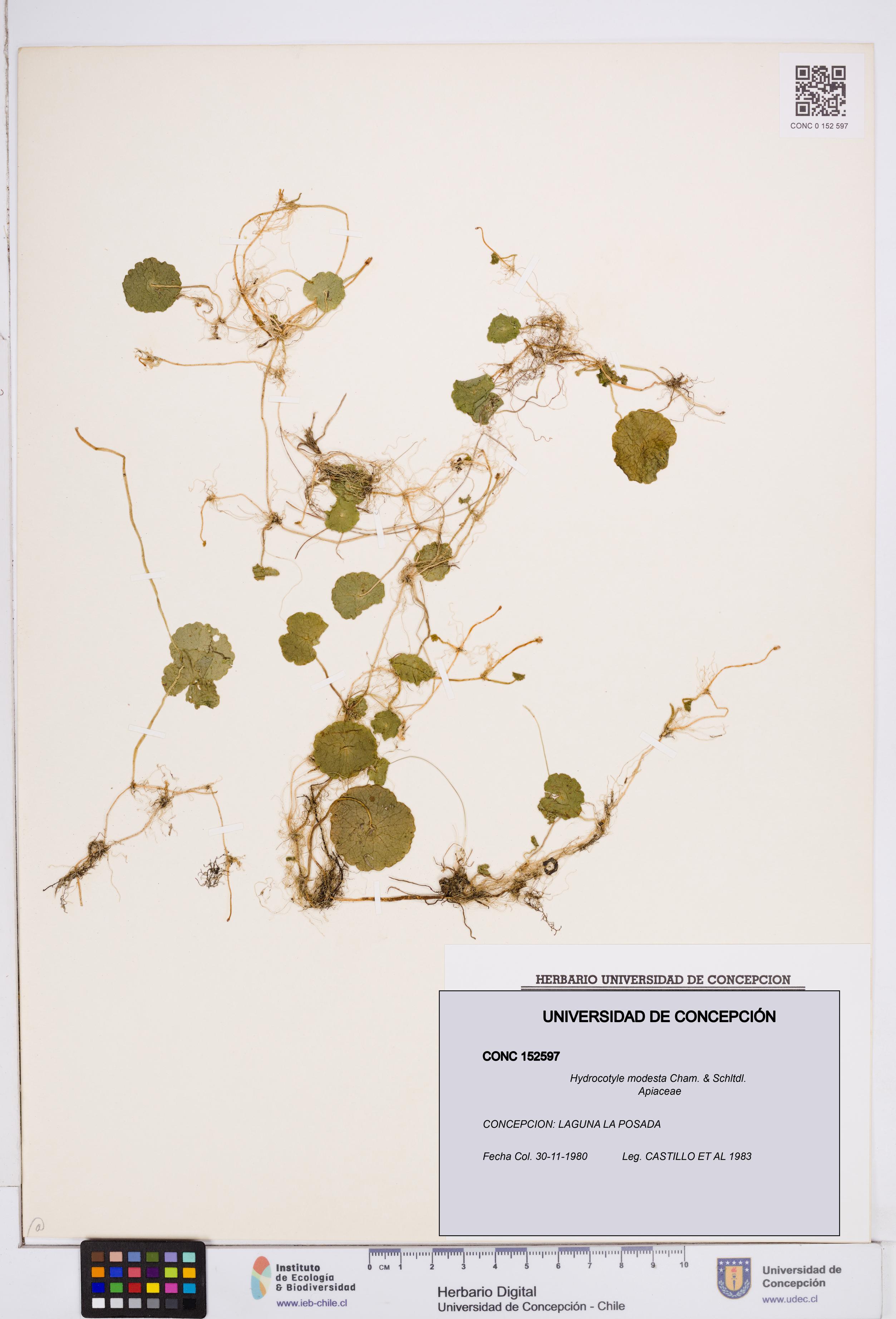Hydrocotyle modesta [Espécimen: ]