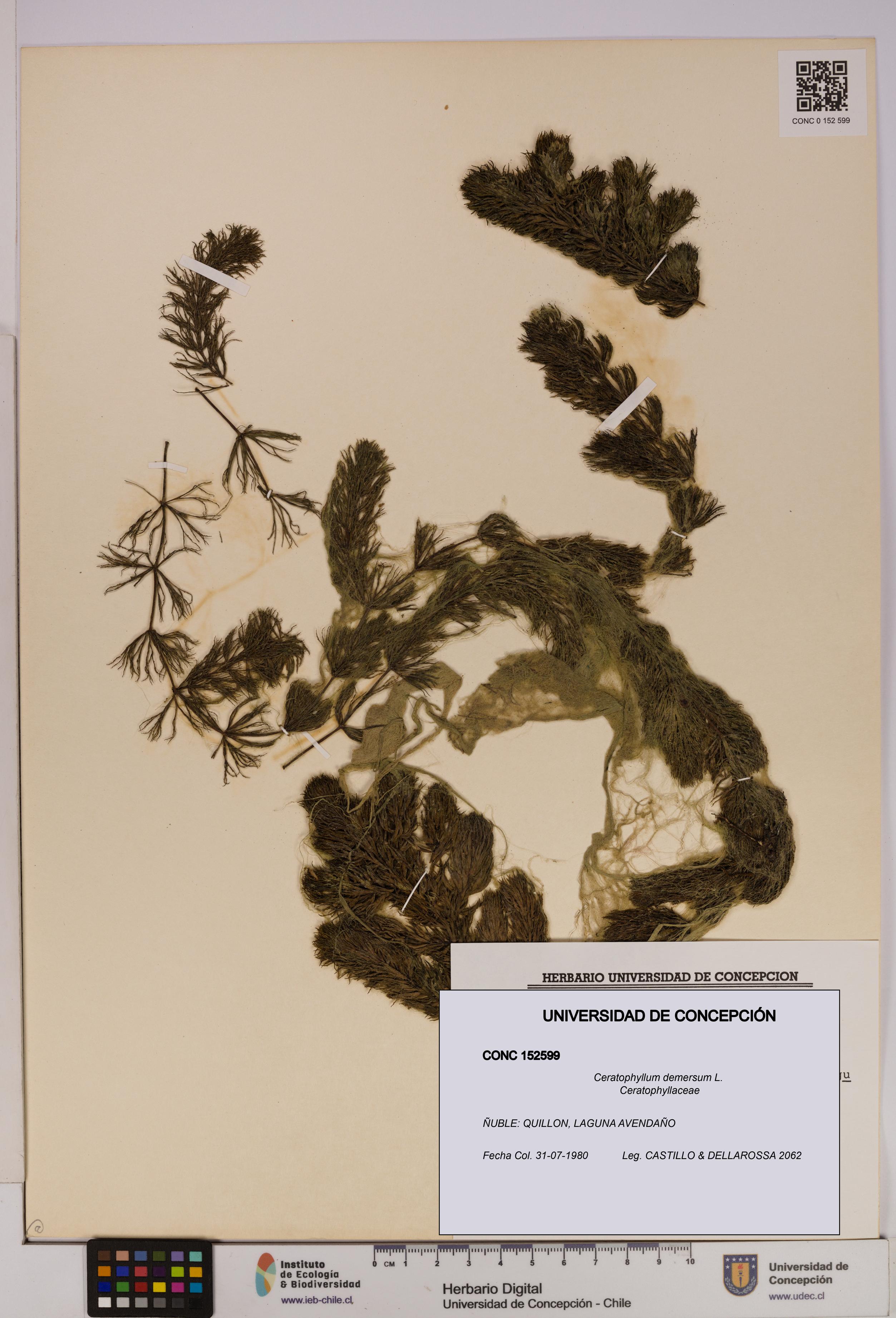 Ceratophyllum demersum [Espécimen: UDEC:CONC:0152599]
