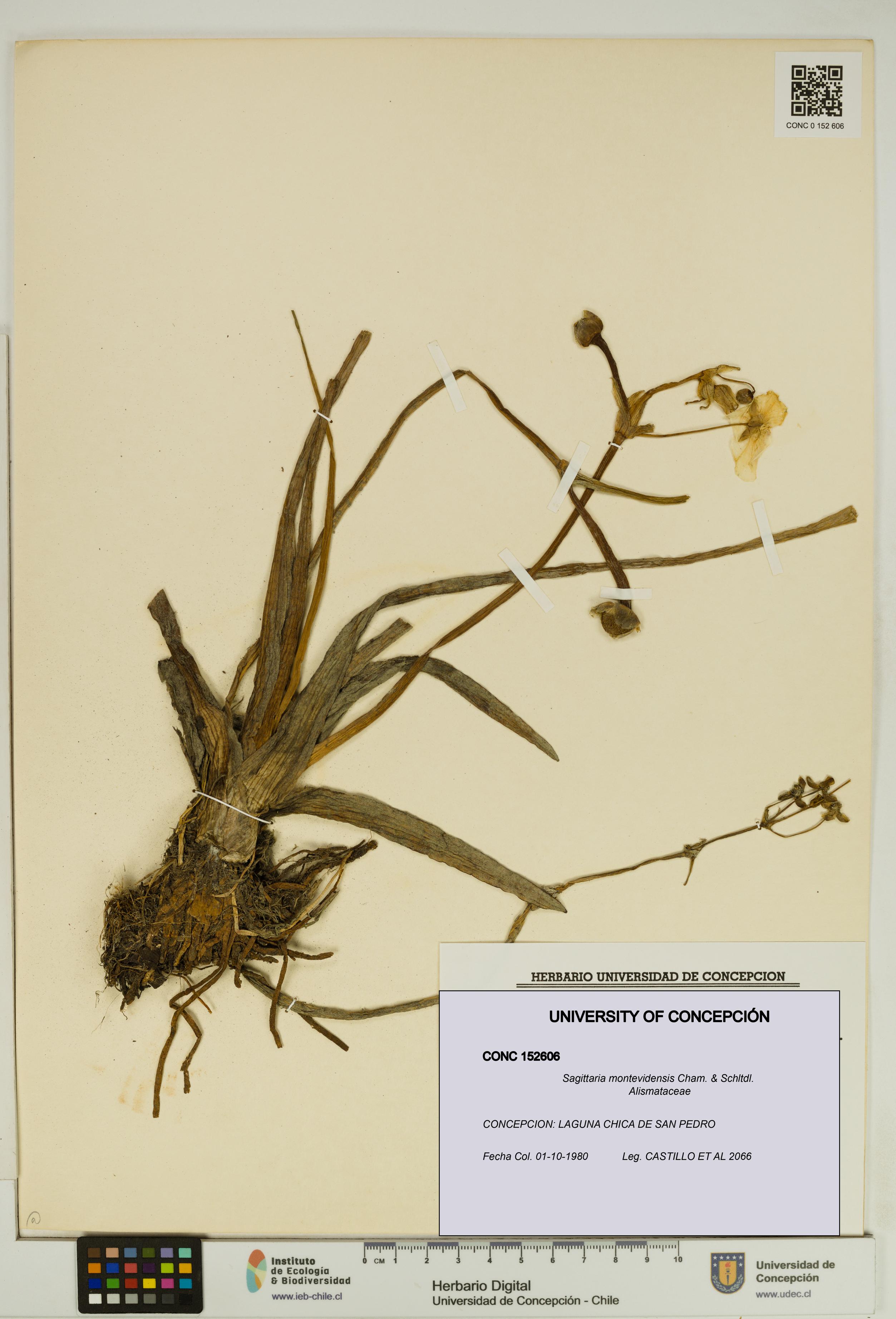 Sagittaria montevidensis [Espécimen: UDEC:CONC:0152606]