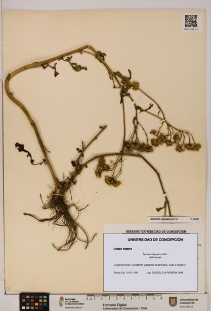 Senecio aquaticus [Espécimen: UDEC:CONC:0152613]