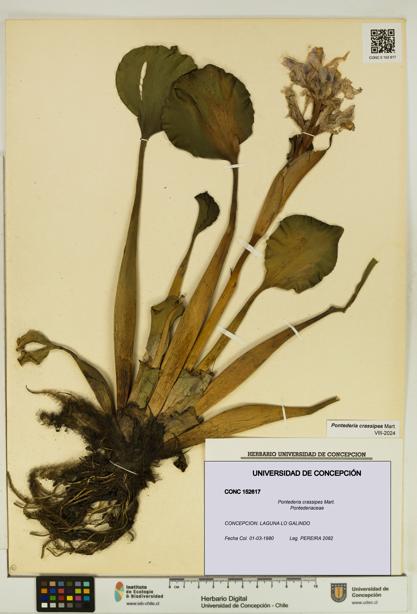 Pontederia crassipes [Espécimen: UDEC:CONC:0152617]