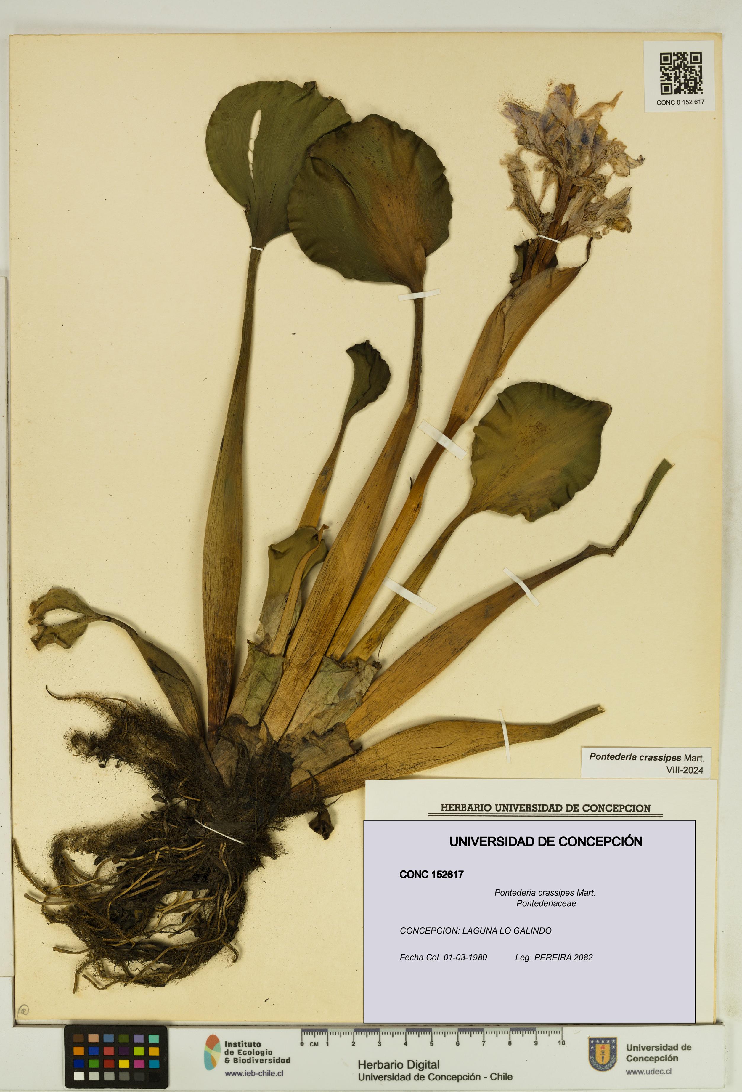 Pontederia crassipes [Espécimen: UDEC:CONC:0152617]