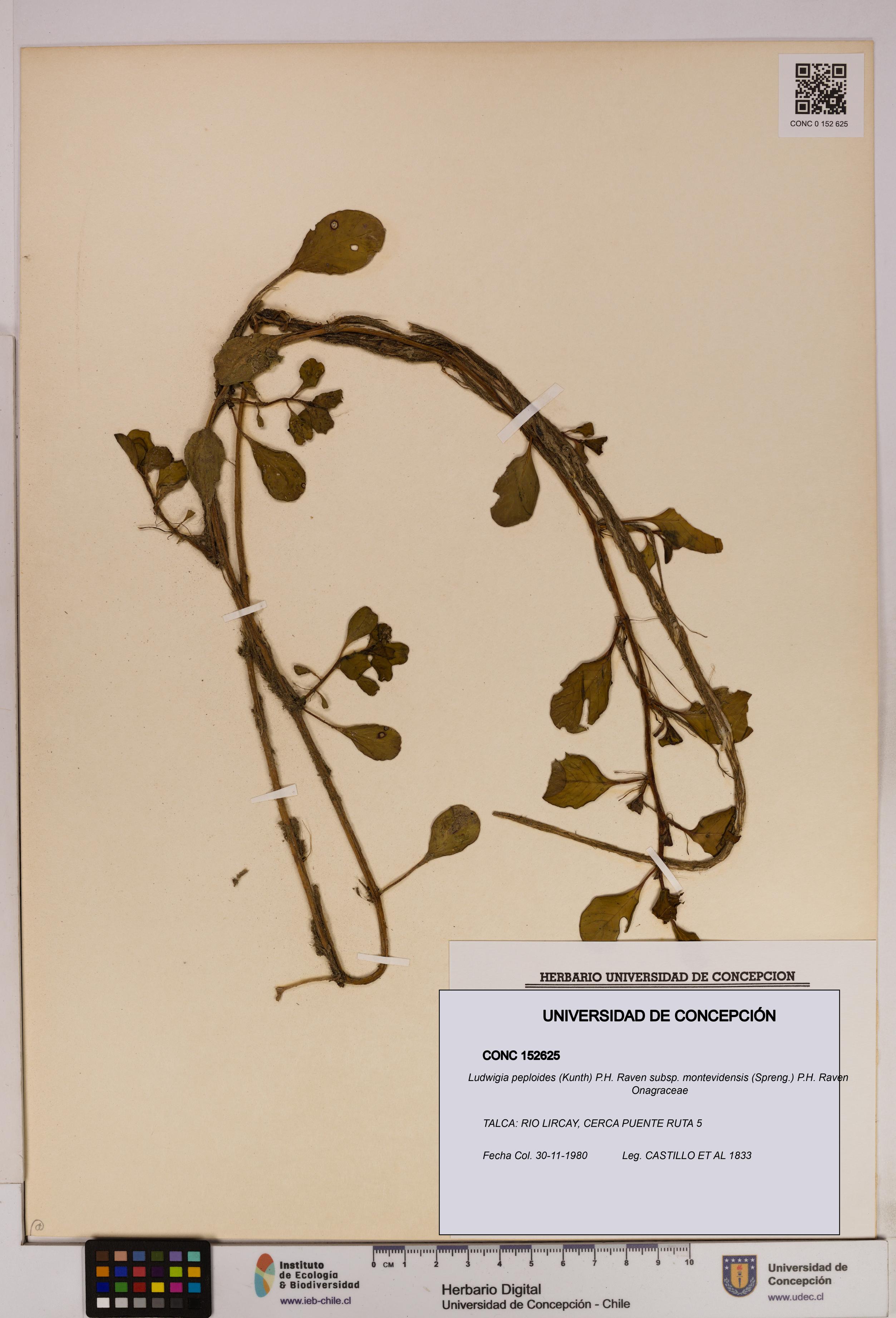 Ludwigia peploides [Espécimen: UDEC:CONC:0152625]