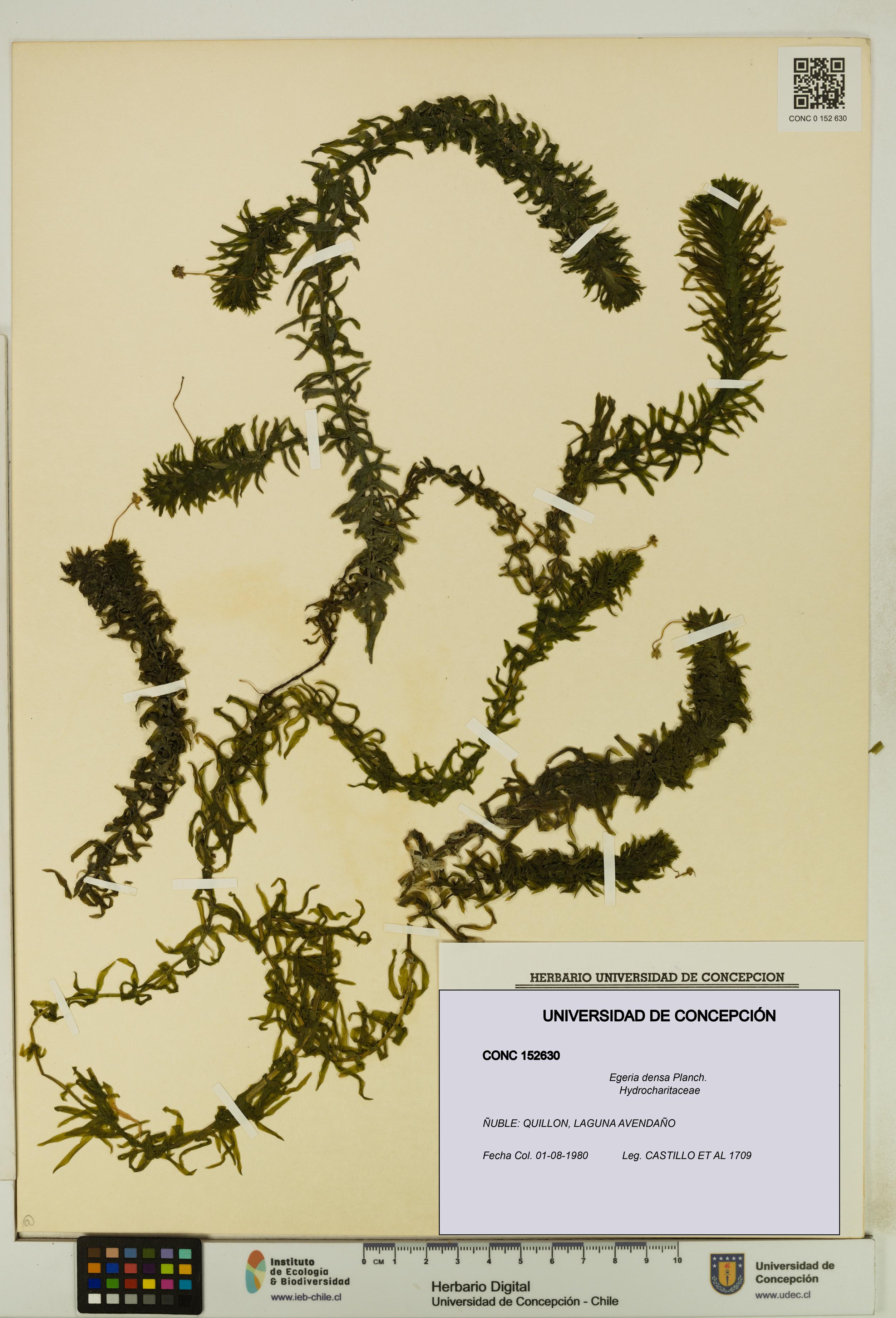 Egeria densa [Espécimen: UDEC:CONC:0152630]