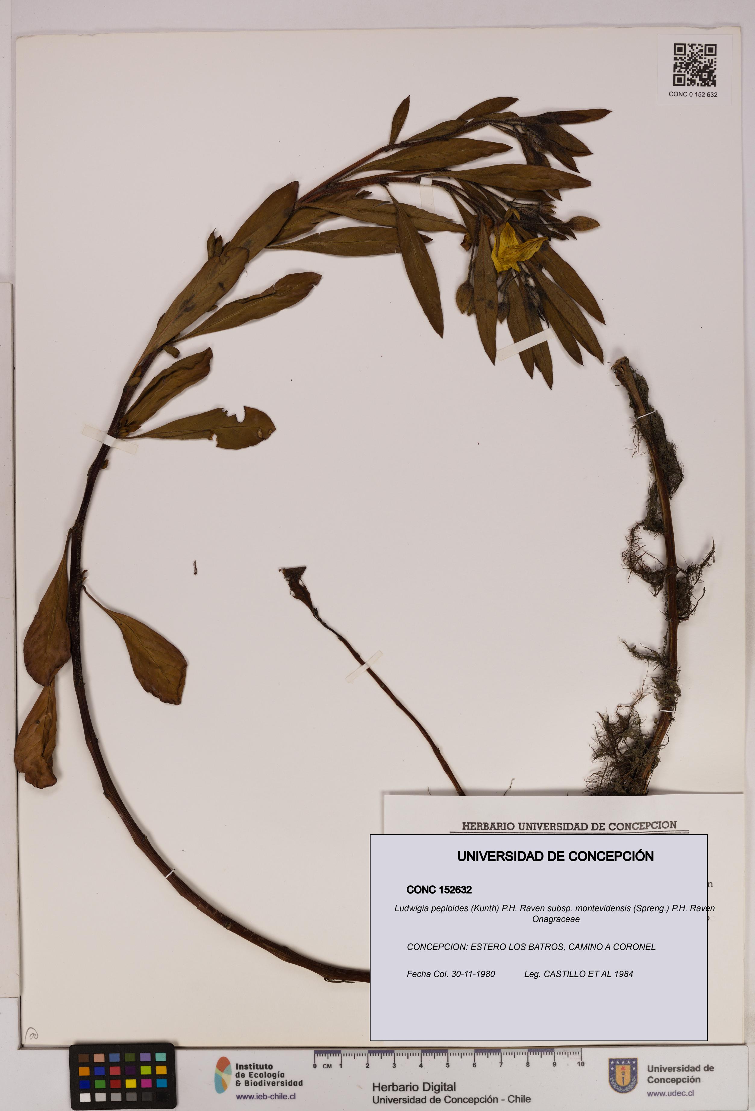 Ludwigia peploides [Espécimen: UDEC:CONC:0152632]
