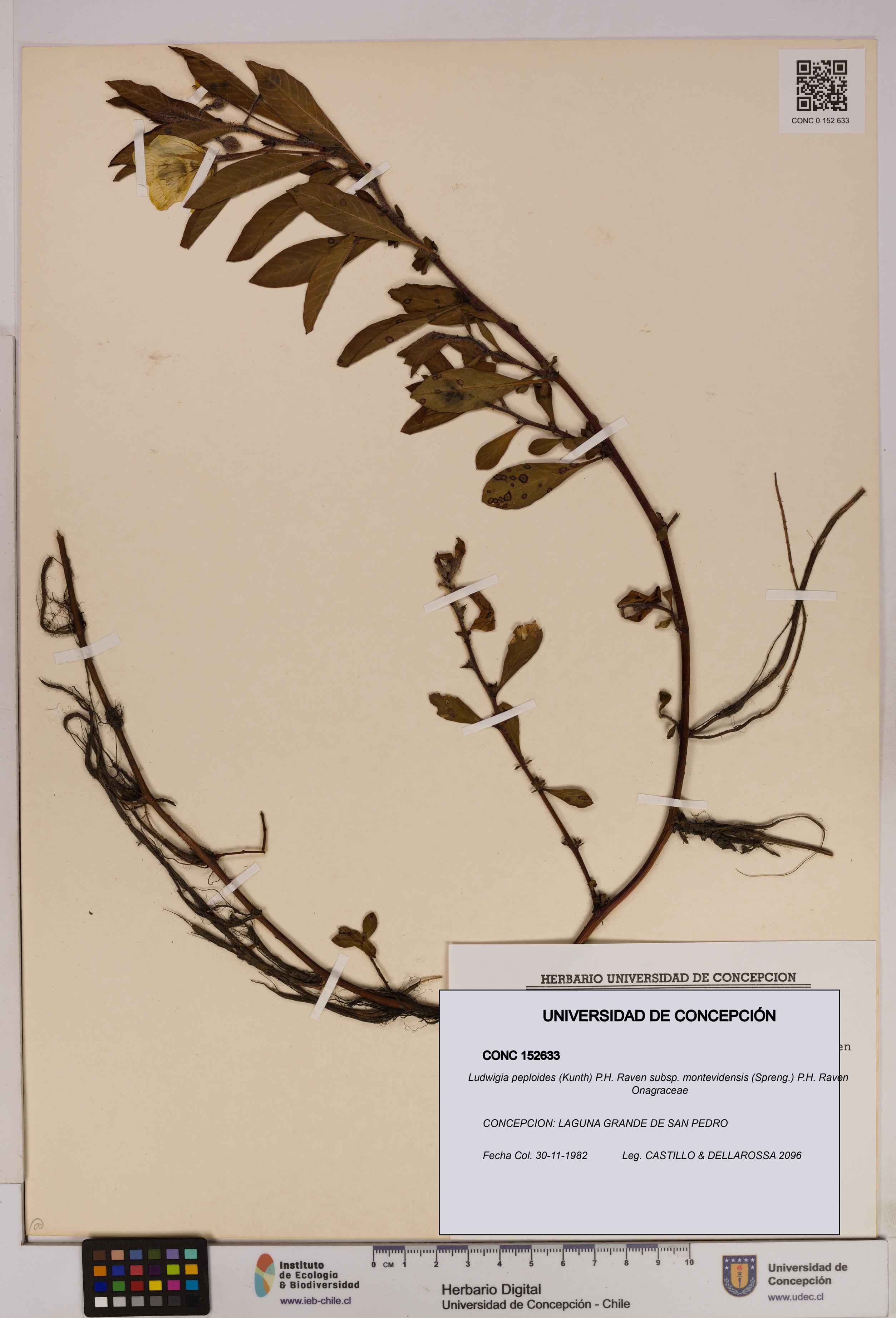 Ludwigia peploides [Espécimen: UDEC:CONC:0152633]