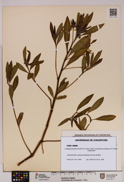 Ludwigia peploides [Espécimen: UDEC:CONC:0152636]
